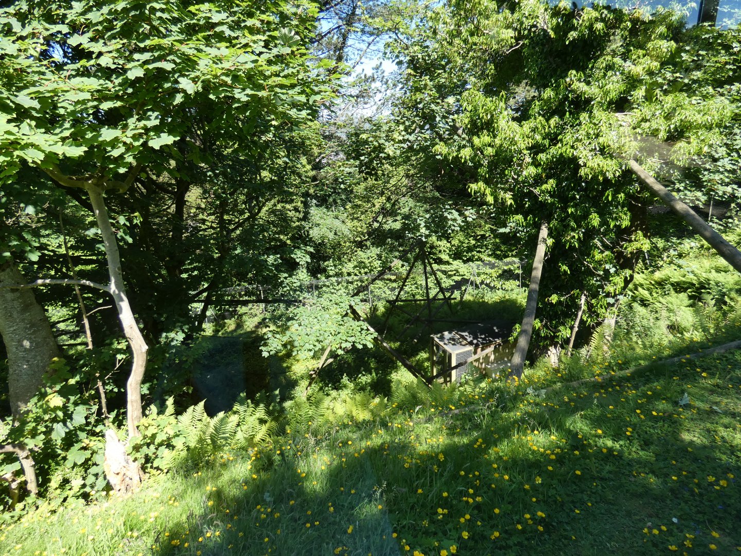 Belted ruffed lemur enclosure (2)