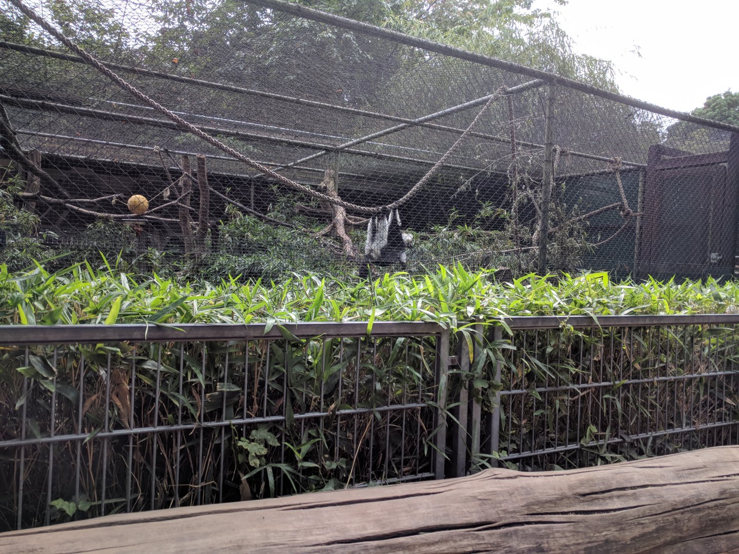 Belted ruffed Lemur Enclosure