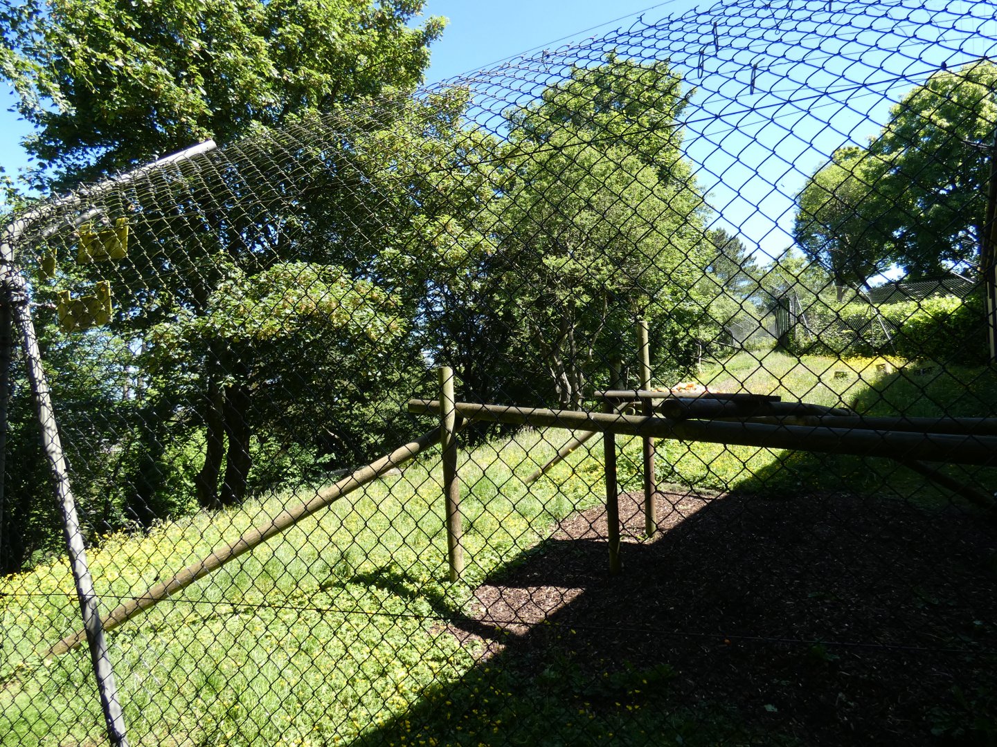 Belted ruffed lemur enclosure