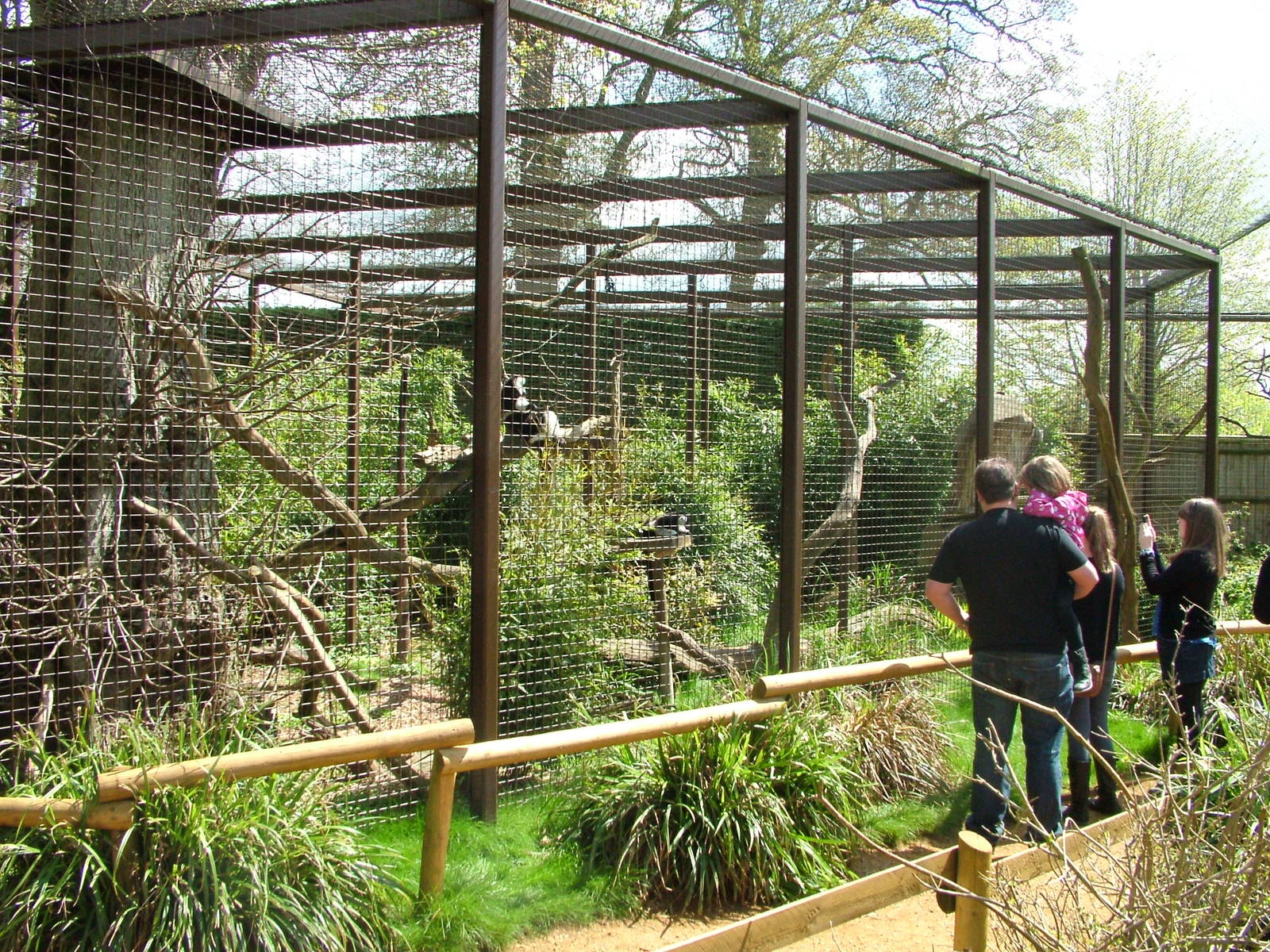Belted Ruffed Lemur Exhibit at Cotswold WP, 12/05/12