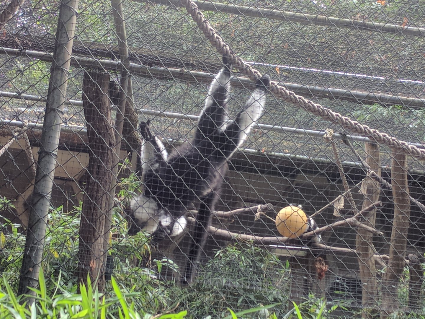 Belted ruffed Lemur hanging upside down