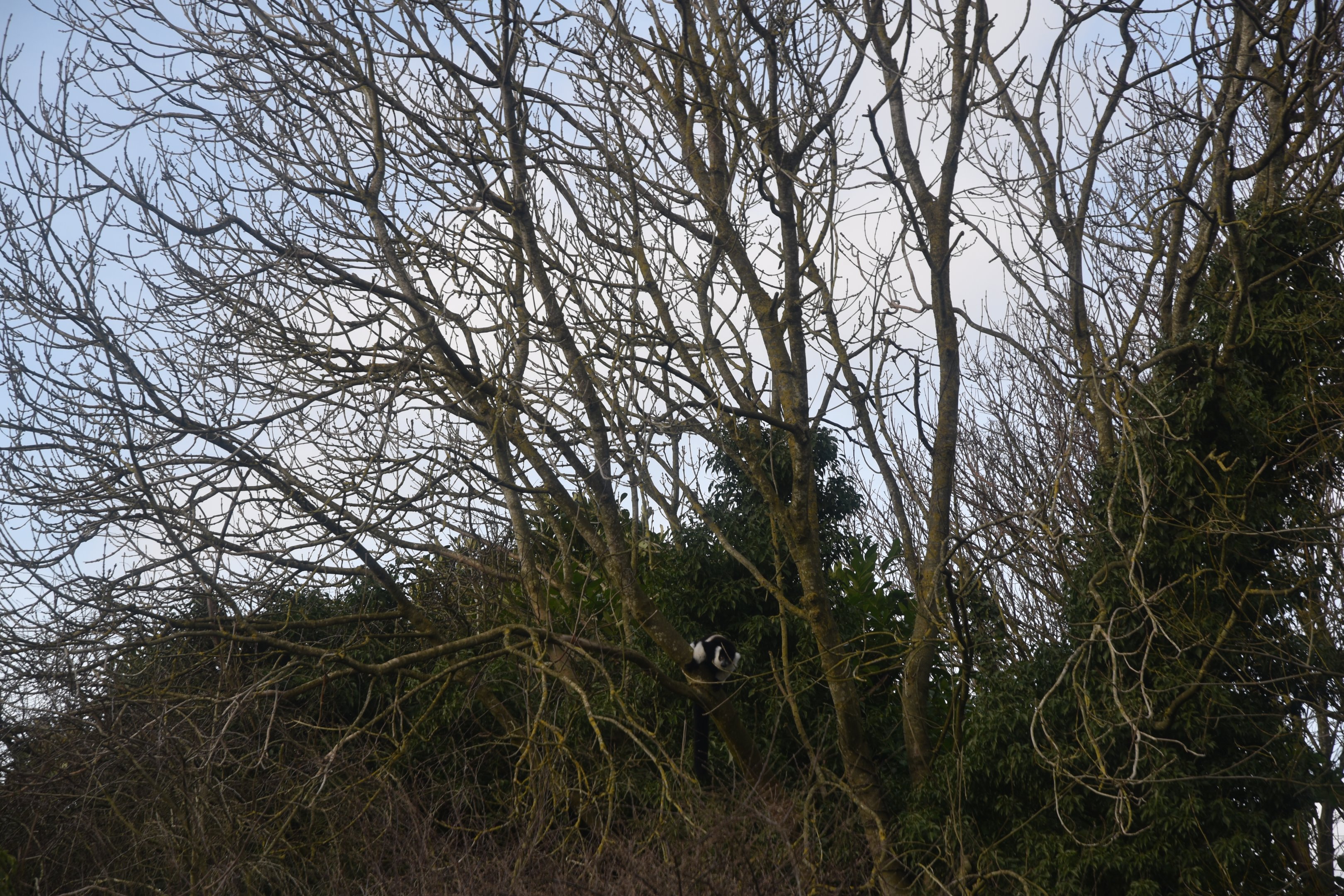 Belted Ruffed Lemur Island at Chester, 1st February 2025
