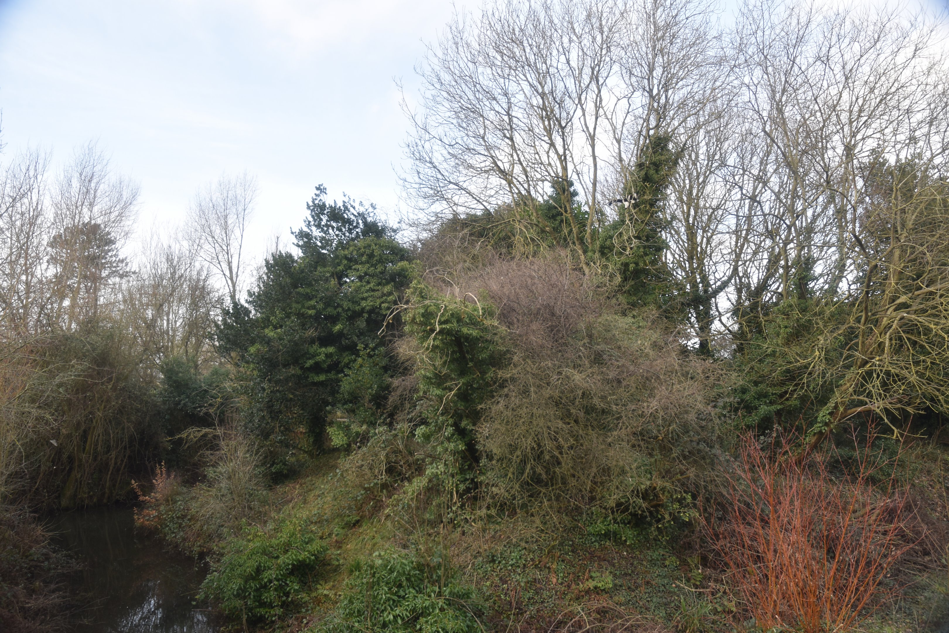 Belted Ruffed Lemur Island at Chester, 1st February 2025