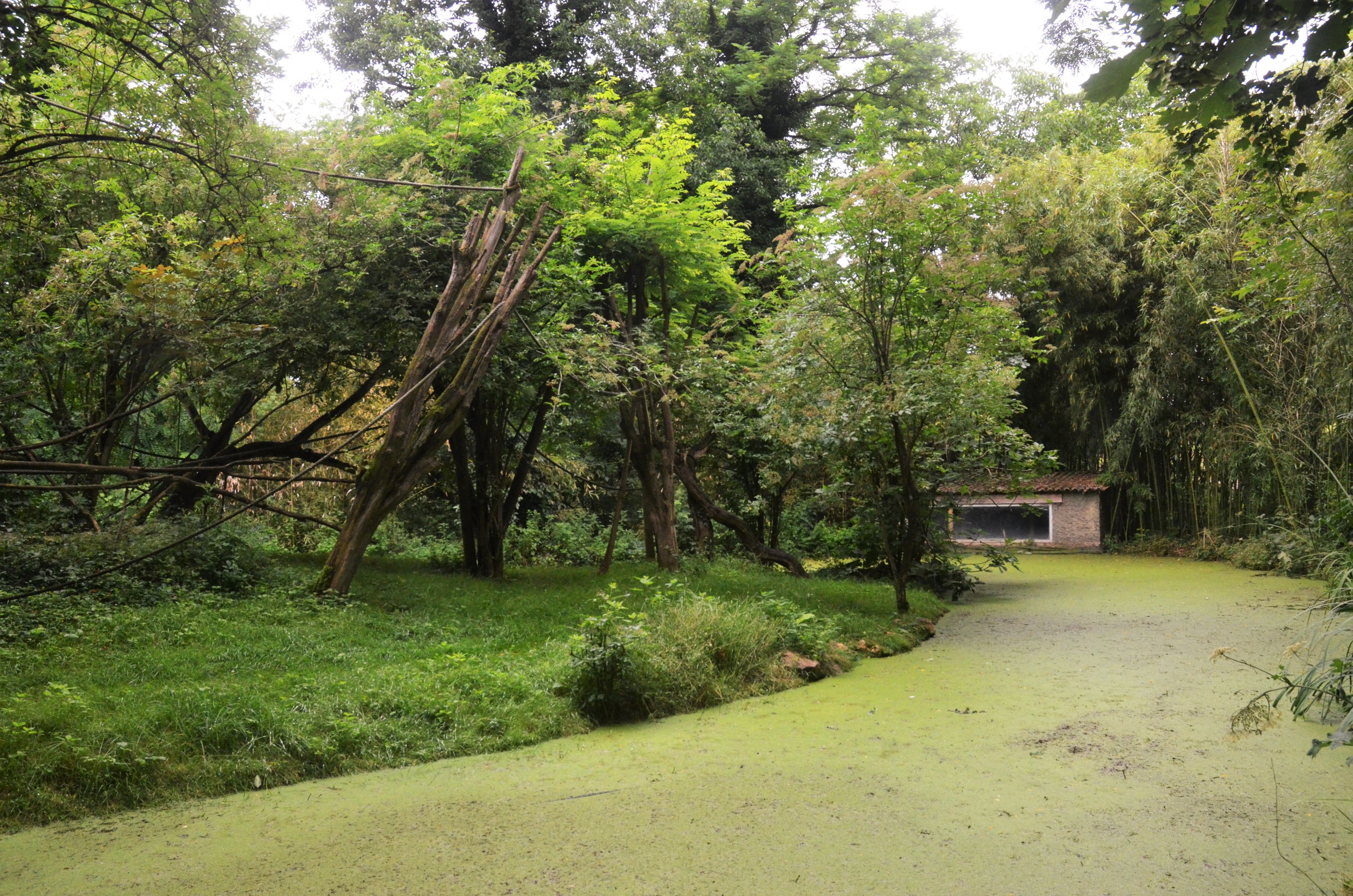 Belted Ruffed Lemur Island at Doué-la-Fontaine, 15/06/18