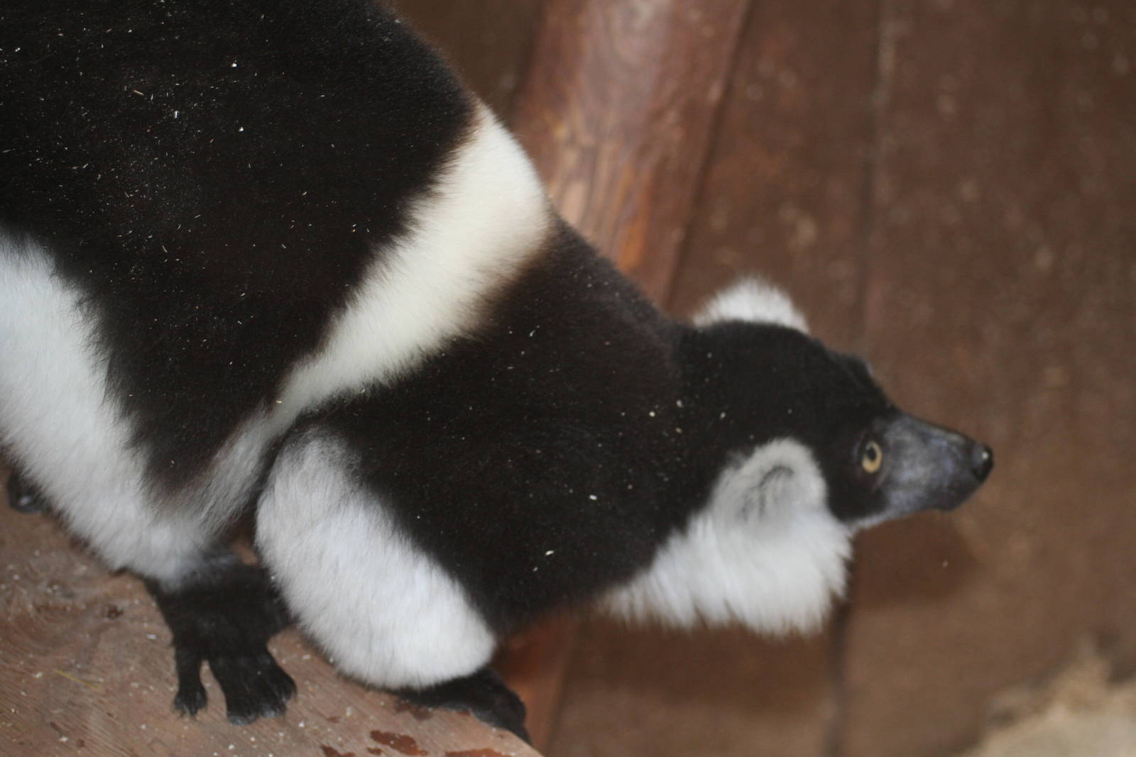 Belted ruffed lemur - South Lakes Wild Animal Park June 08