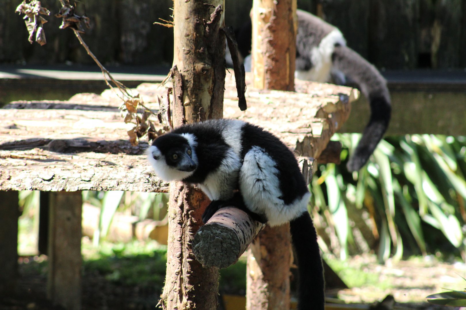 Belted Ruffed Lemur