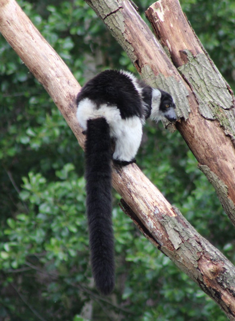 Belted ruffed lemur