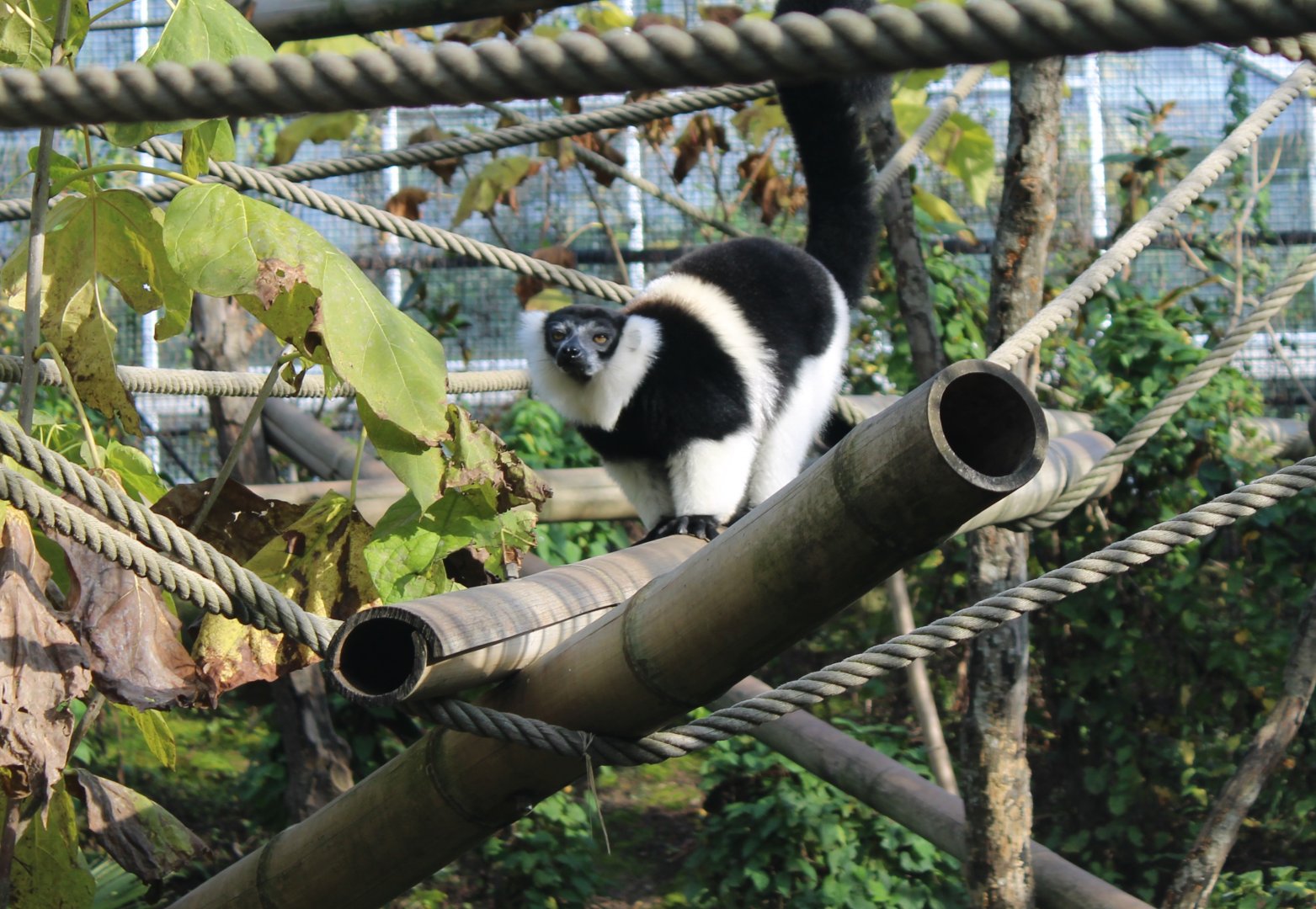 Belted ruffed lemur