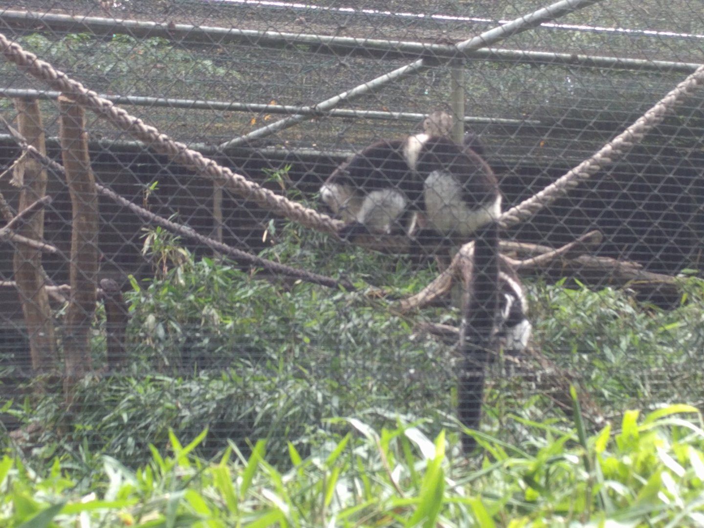 Belted ruffed Lemur