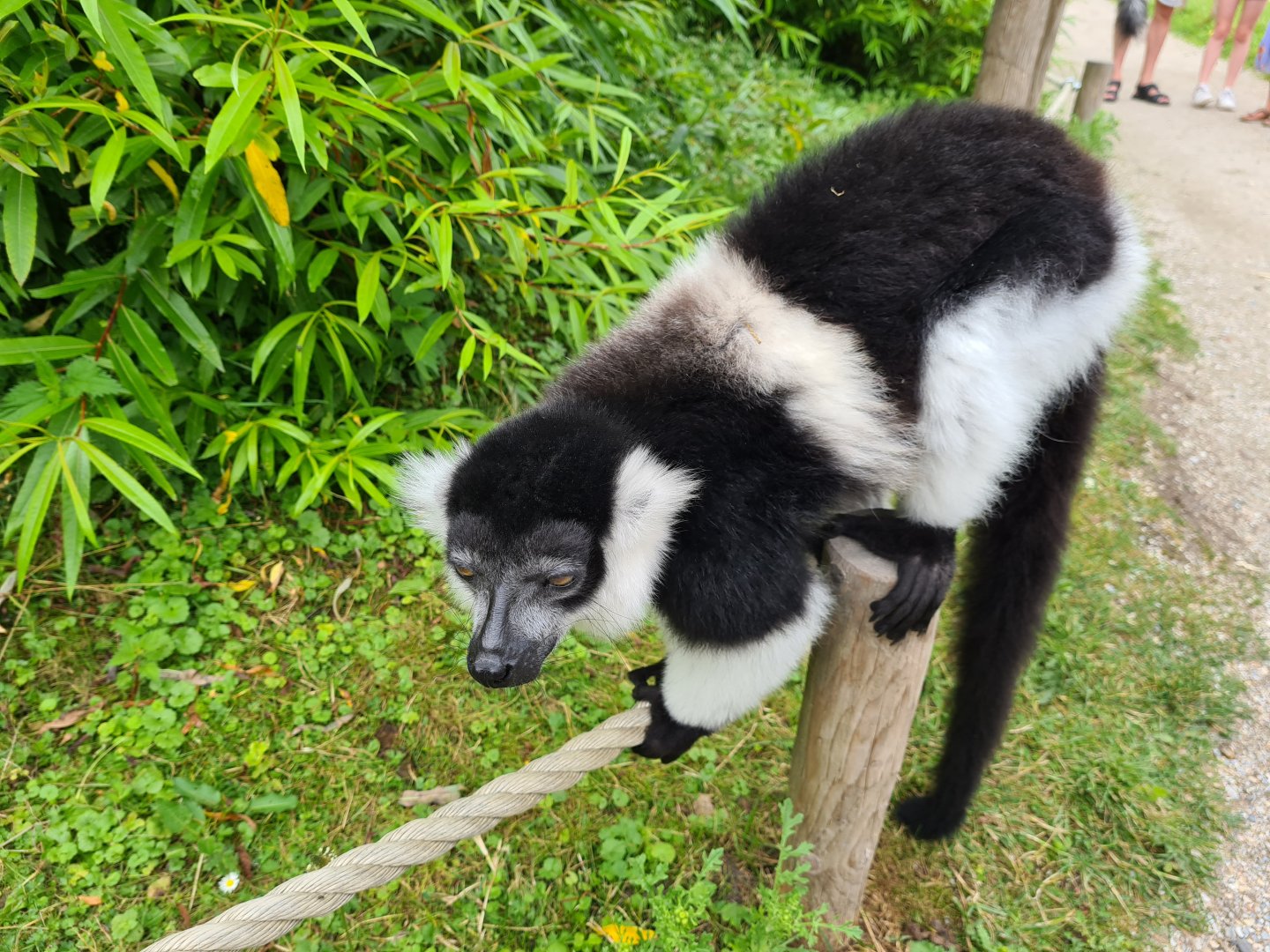 Belted ruffed lemur