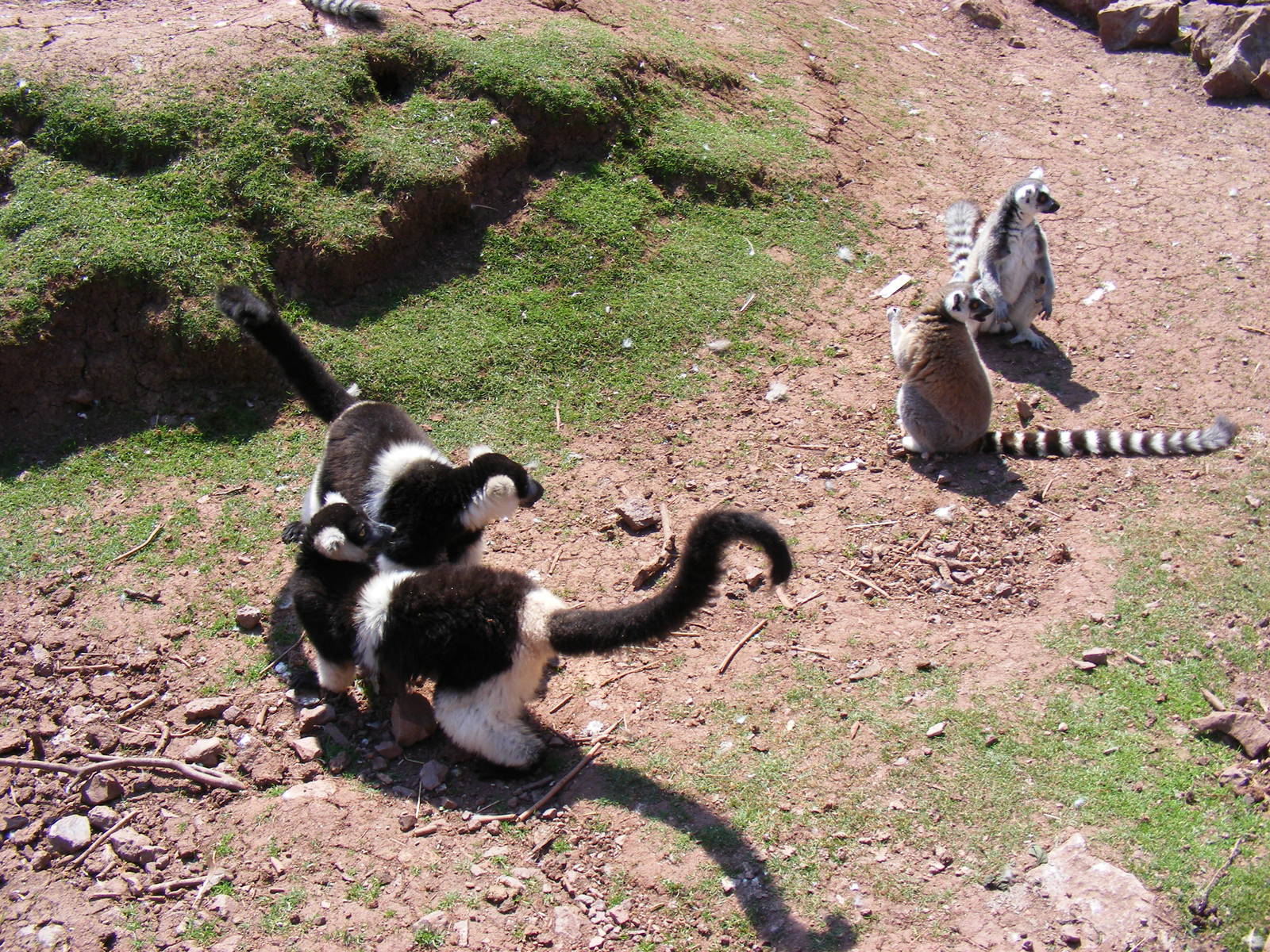 Belted ruffed lemurs and ring-tailed lemurs at South Lakes Wild Animal Park