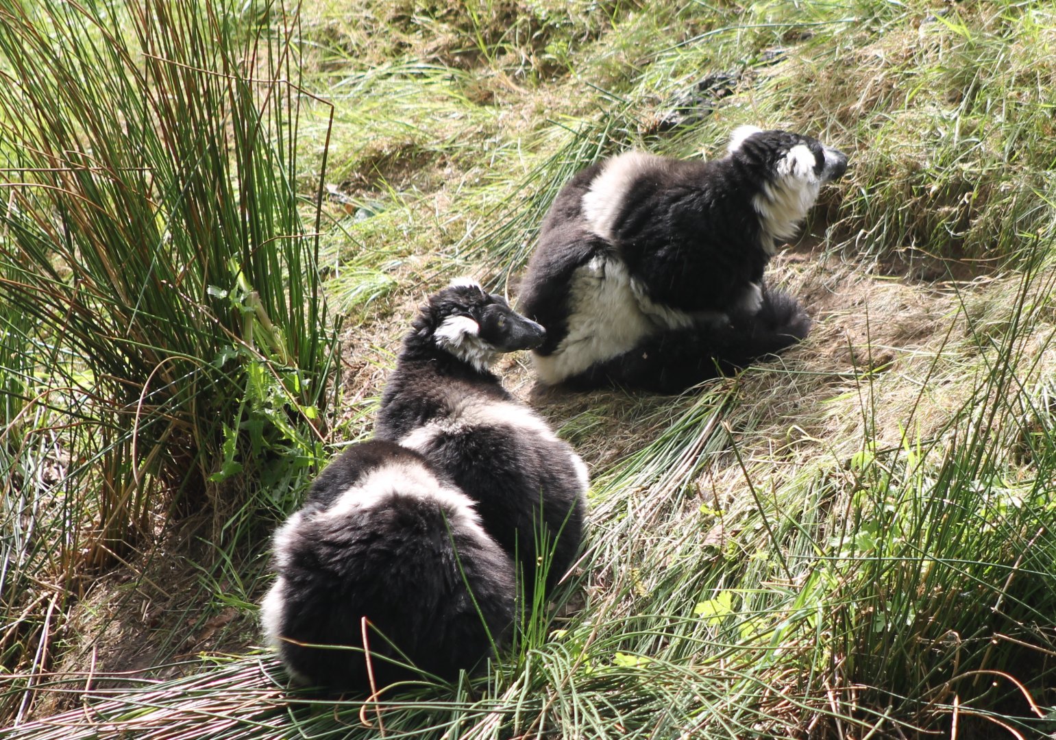 Belted ruffed lemurs