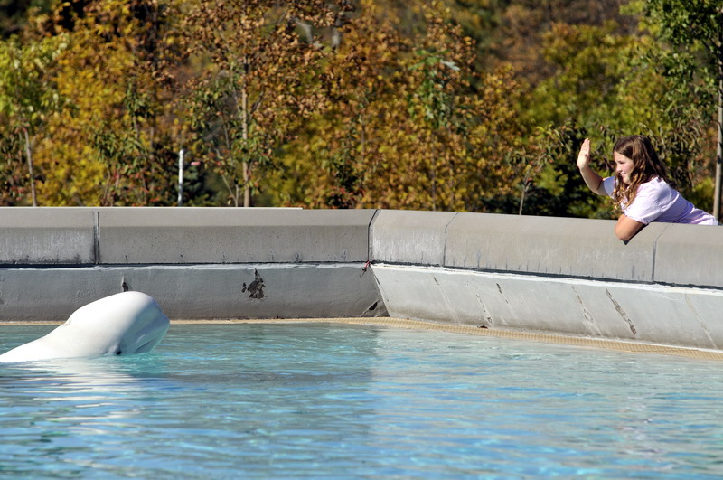 Beluga and kid