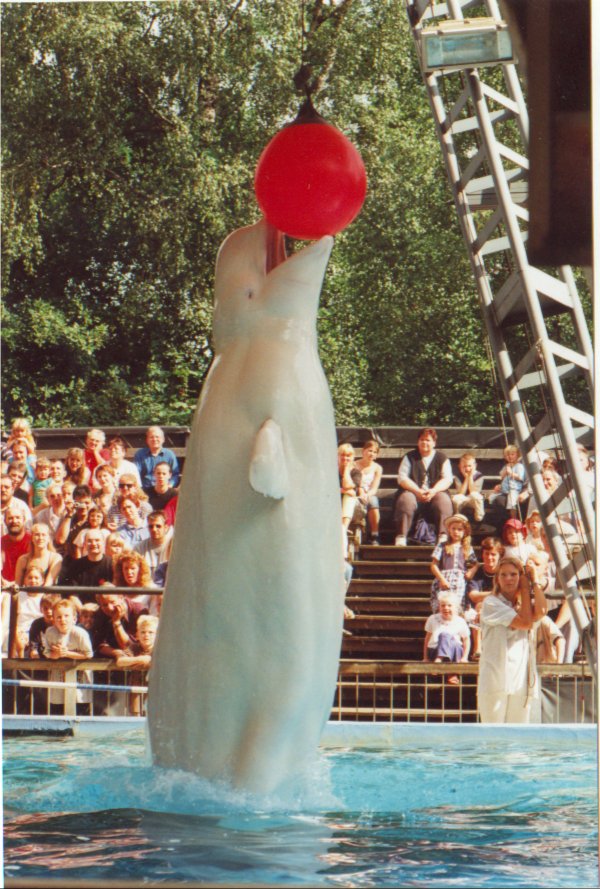 Beluga at Duisburg Zoo, 1998.