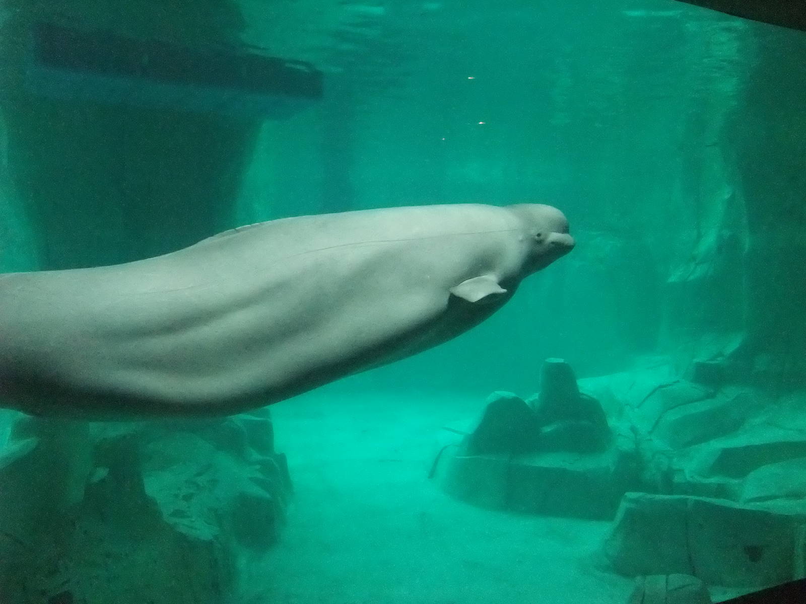 Beluga at Oceanografic, 29/05/11