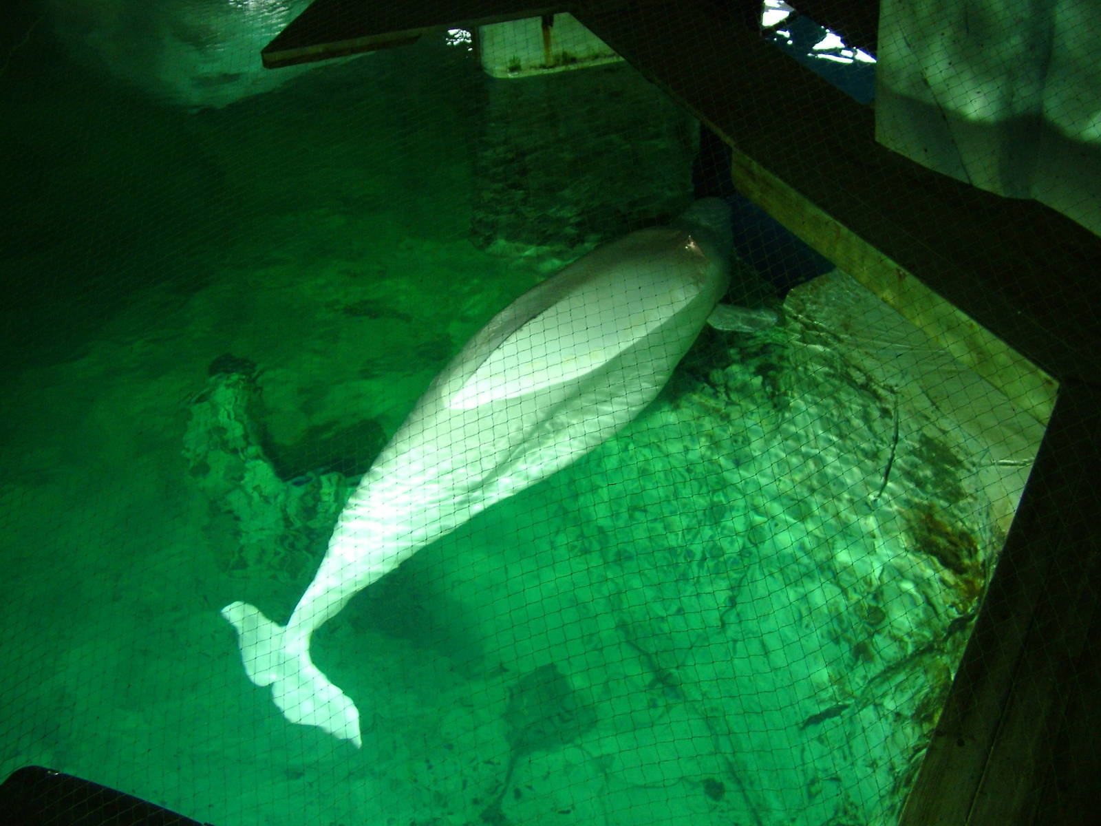 Beluga at Oceanografic, 29/05/11
