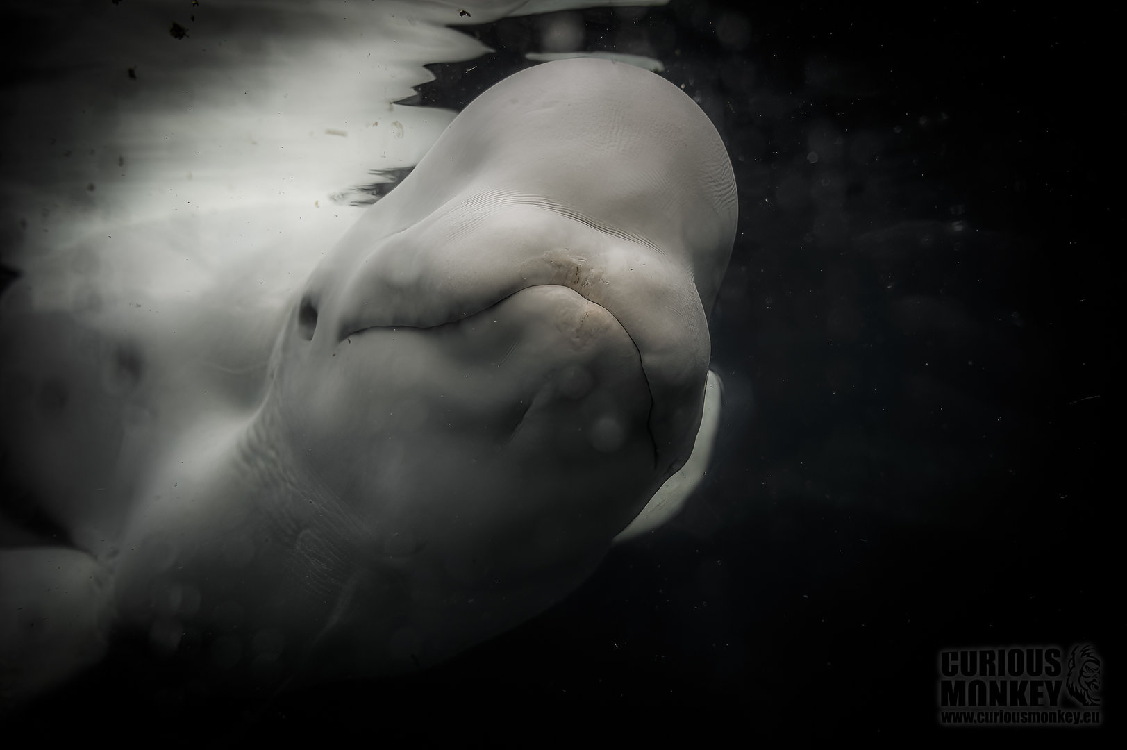 Beluga (delphinapterus leucas) 10/20