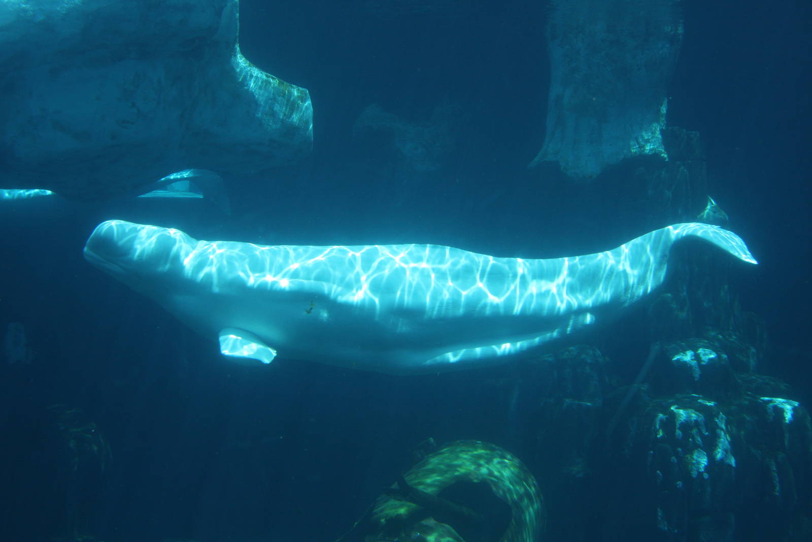 beluga (Delphinapterus leucas)