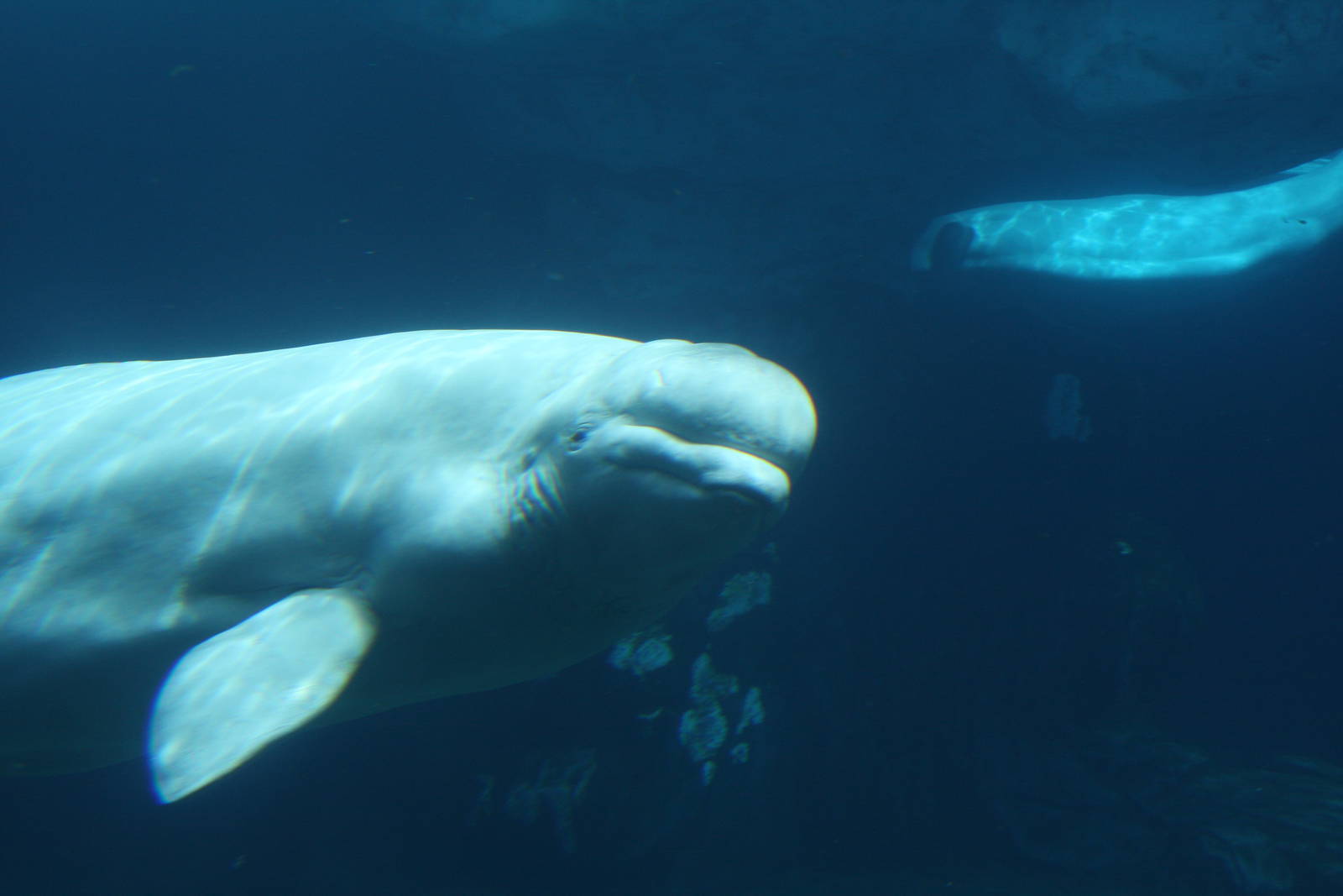 beluga (Delphinapterus leucas)