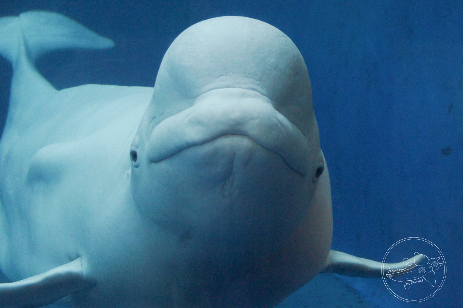 Beluga (Delphinapterus leucas)