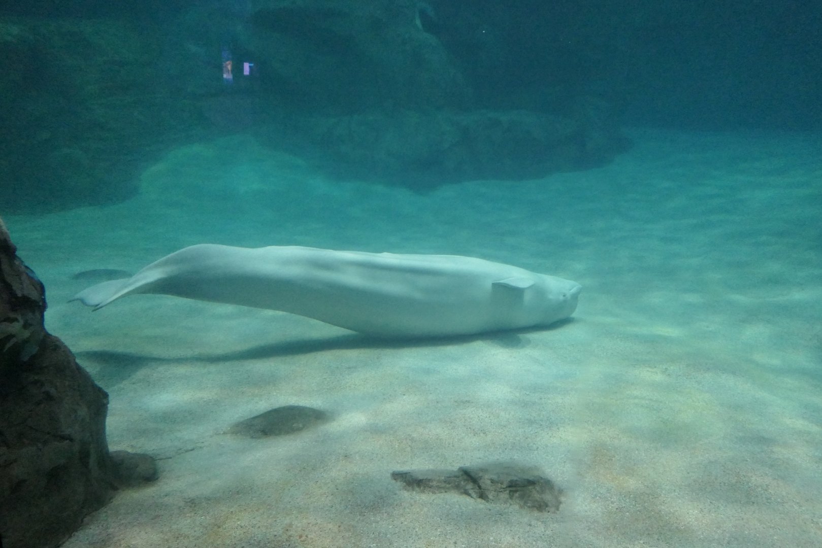 Beluga (Delphinapterus leucas)