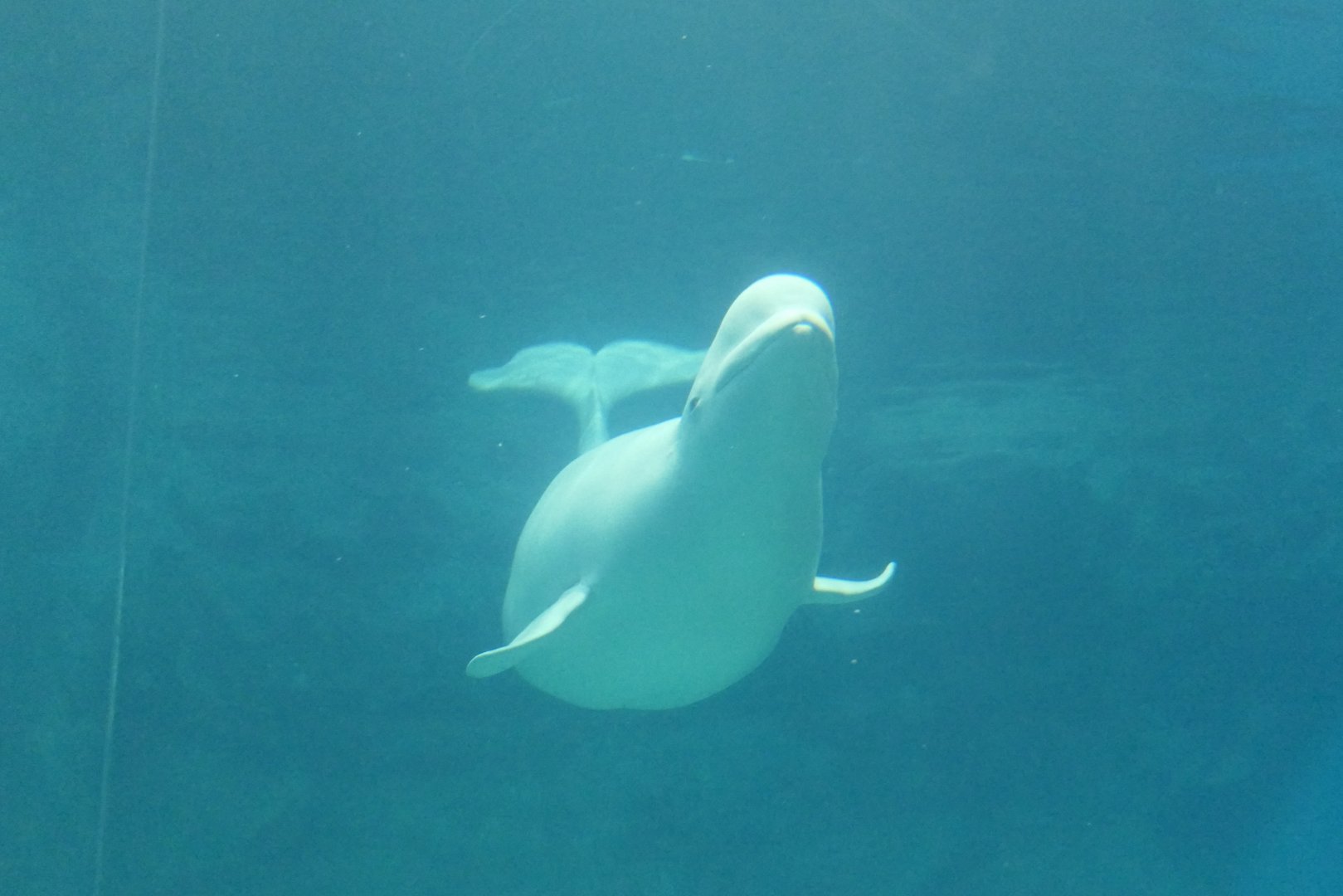 Beluga (Delphinapterus leucas)