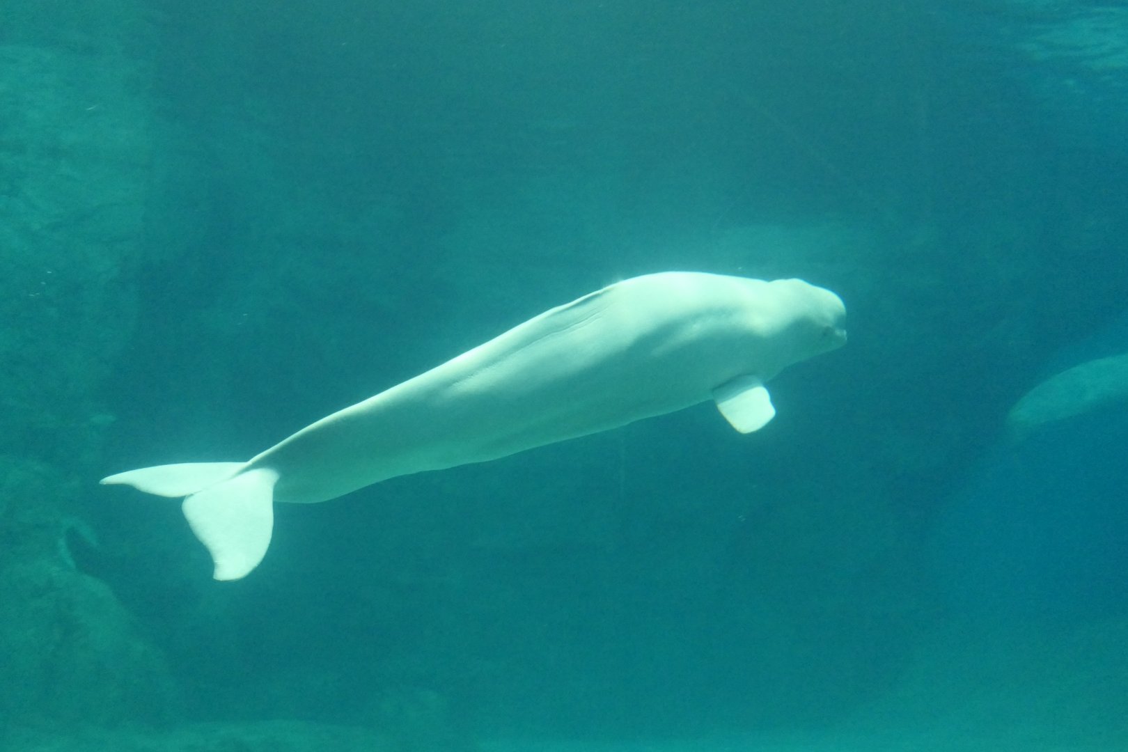 Beluga (Delphinapterus leucas)