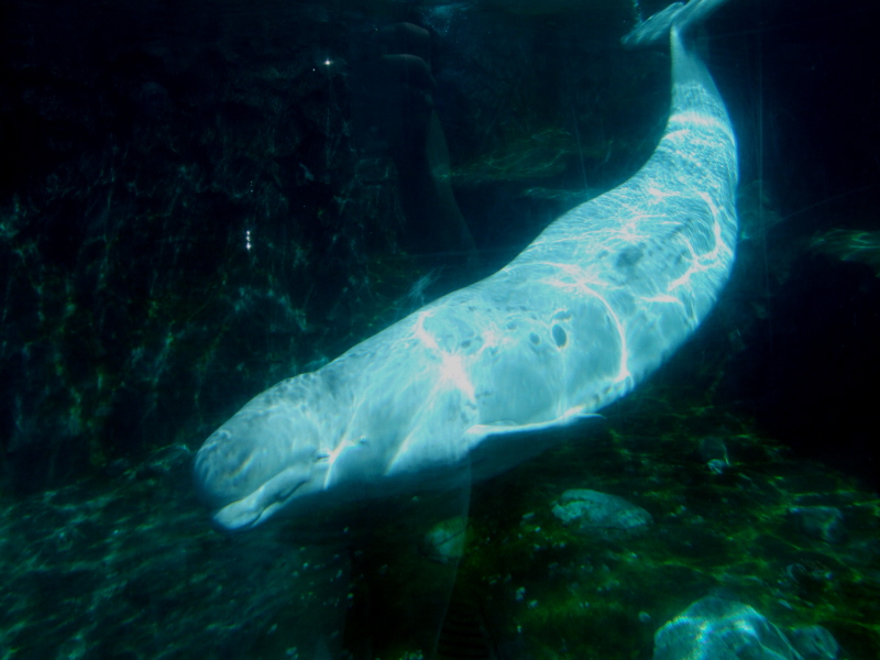 Beluga Enclosure