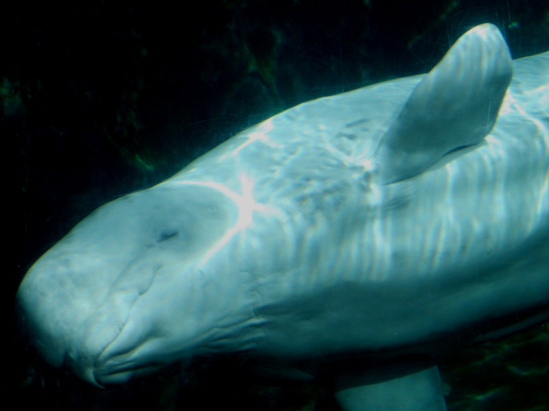 Beluga Enclosure