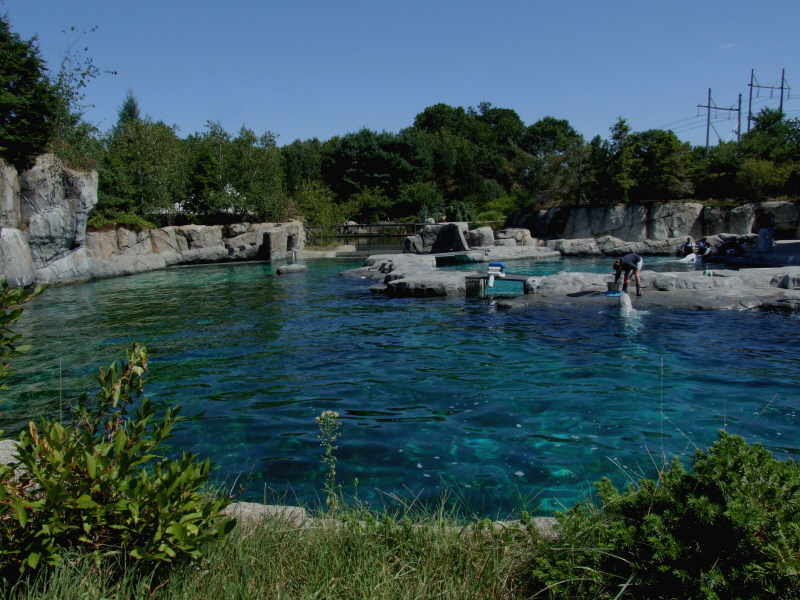 Beluga Enclosure
