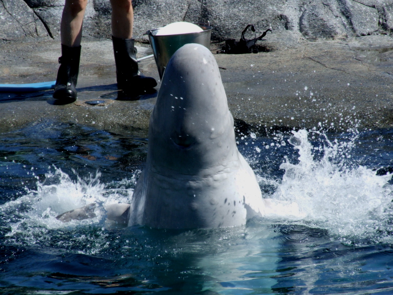 Beluga Enclosure