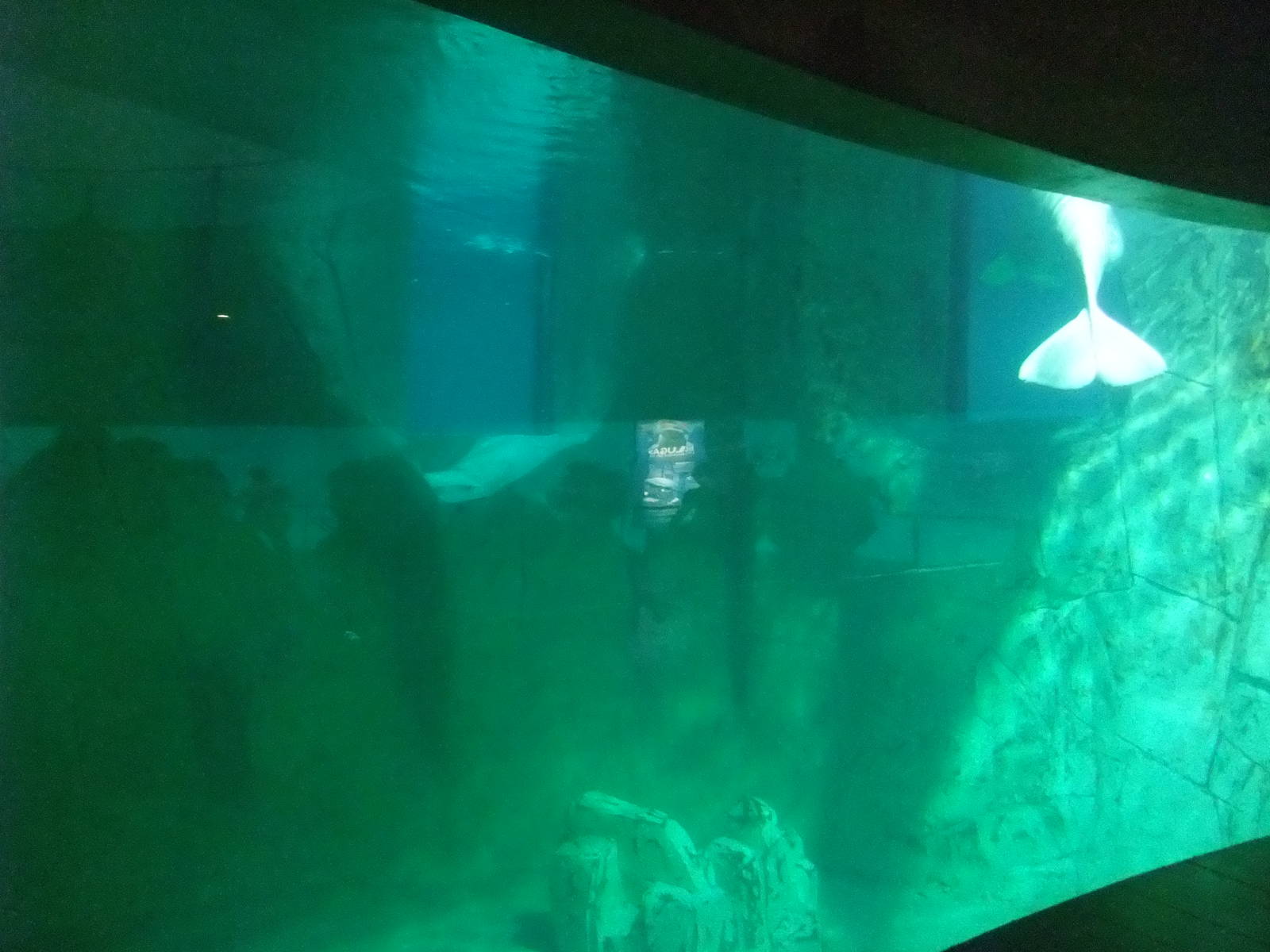 Beluga Exhibit at Oceanografic, 29/05/11