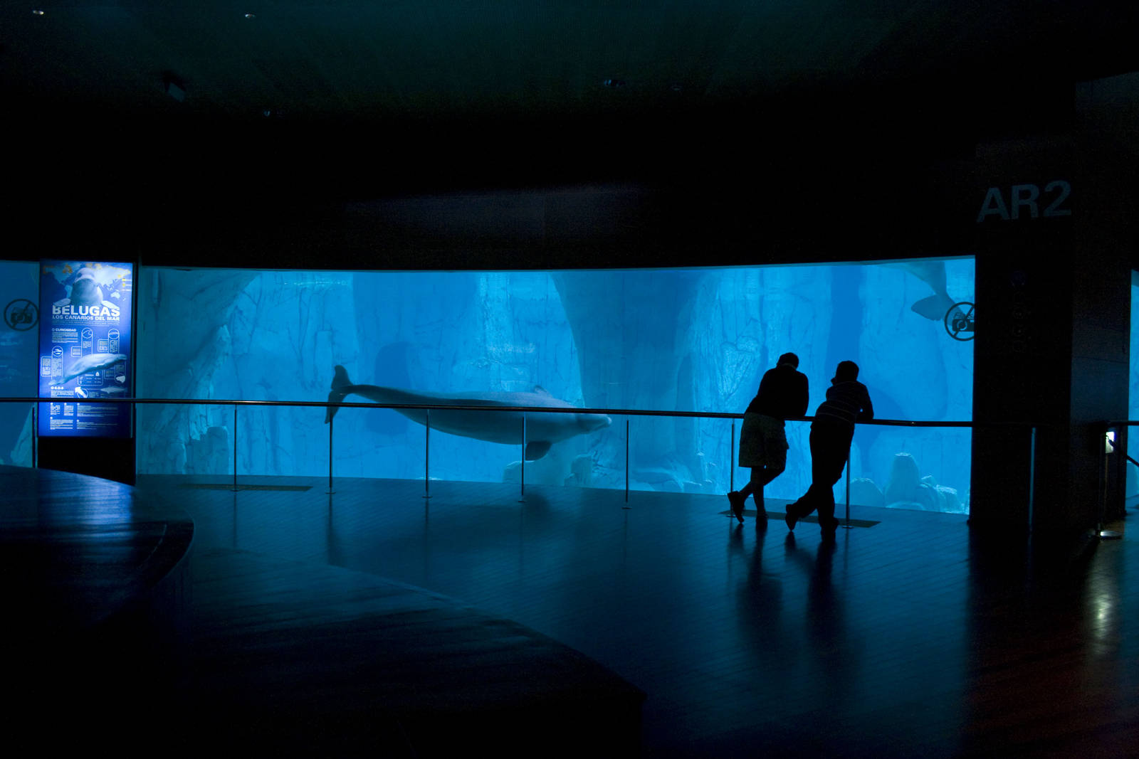 Beluga exhibit at Oceanografic in Valencia, Spain