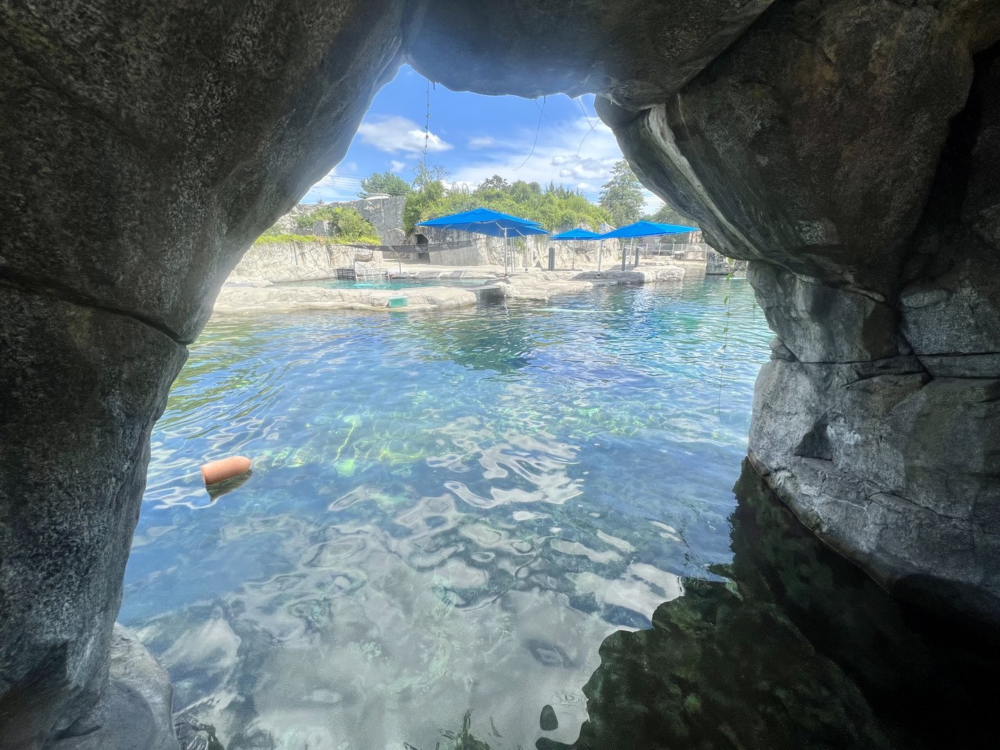 Beluga Exhibit Viewing Area
