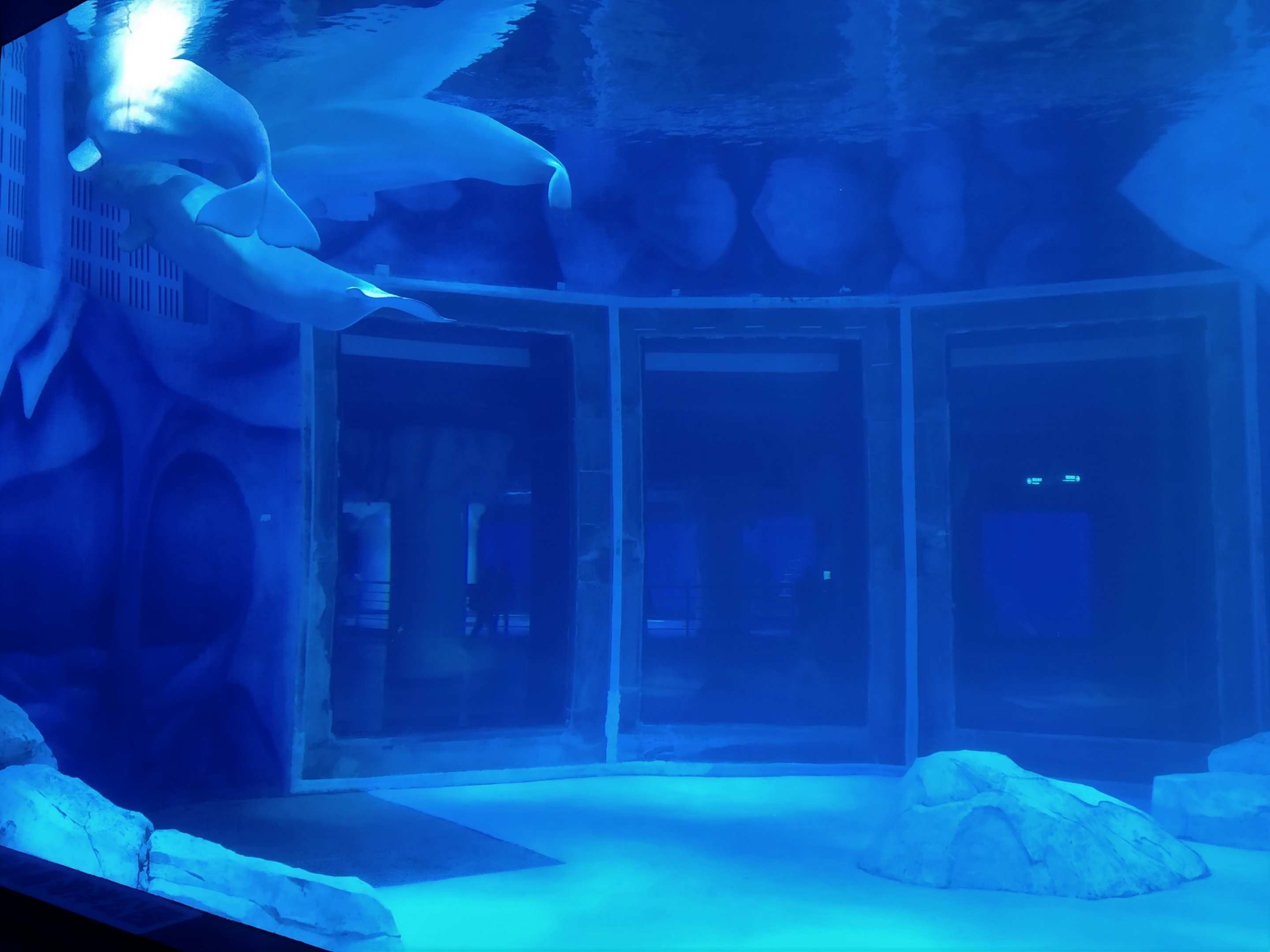 Beluga Exhibit