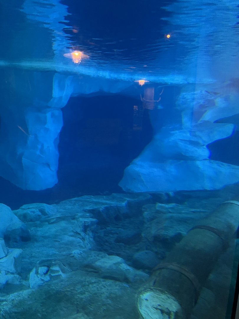 Beluga Exhibit