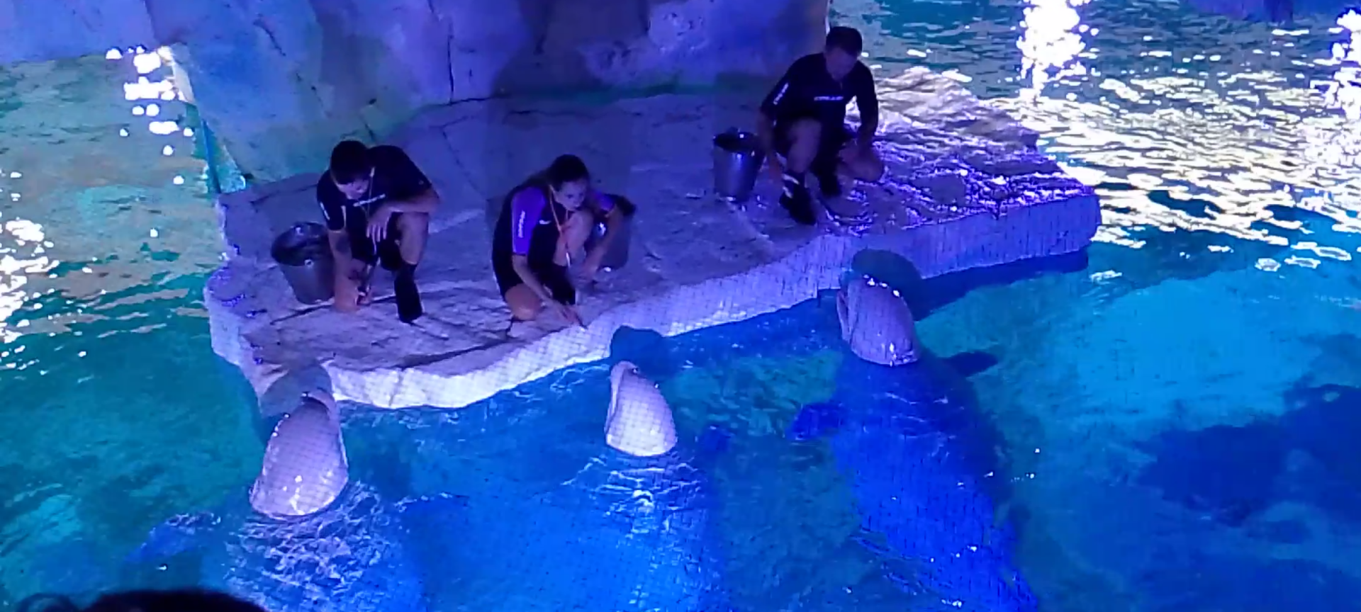 Beluga feeding time