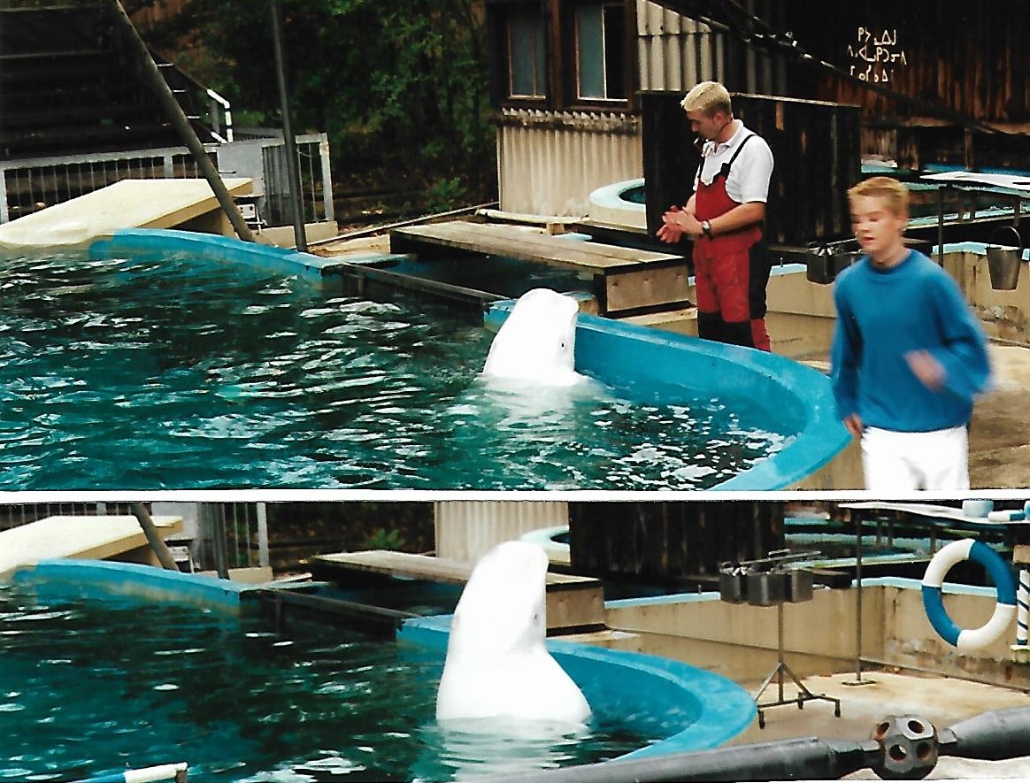 Beluga Ferdinand (2000)