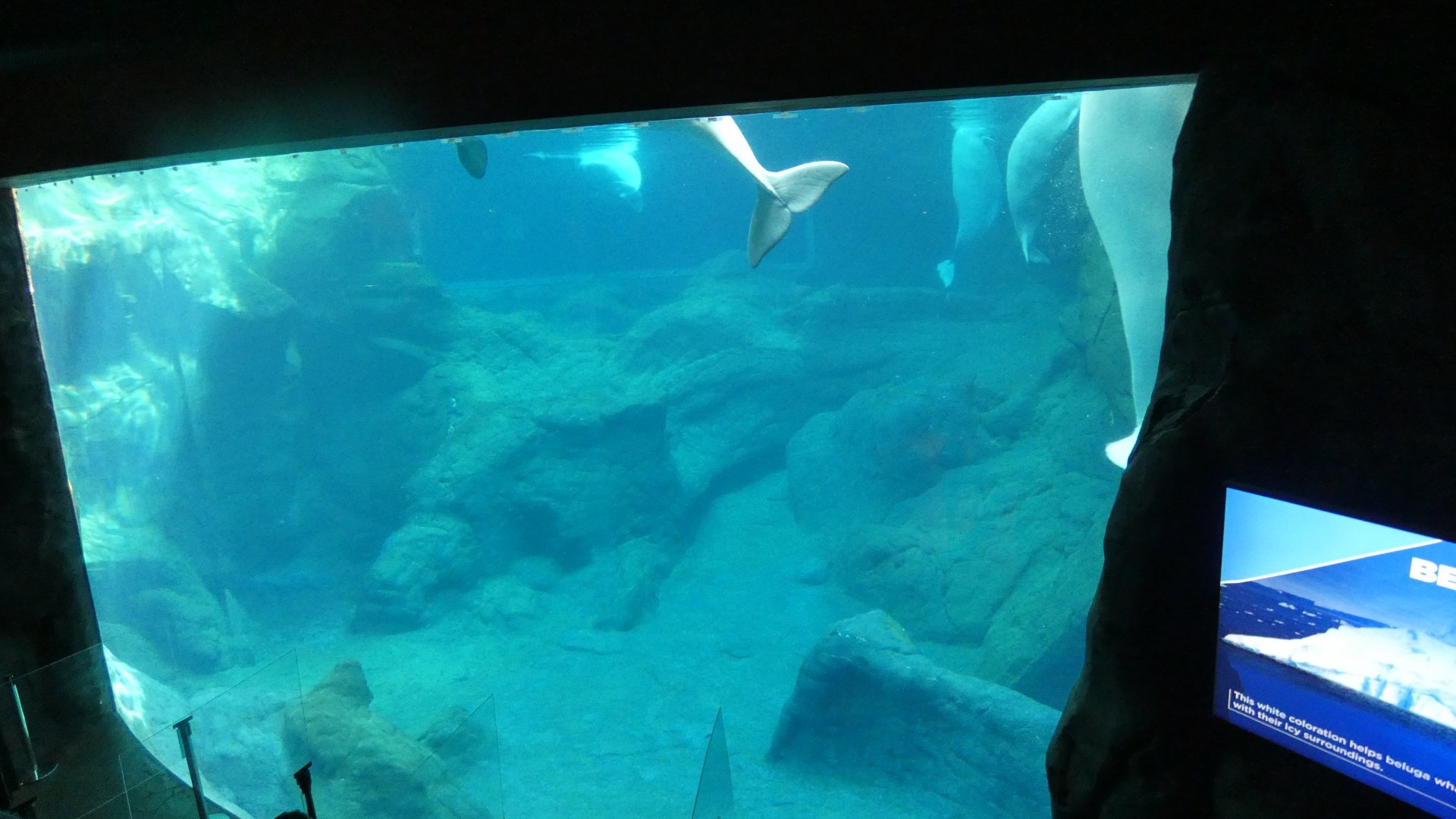 Beluga Habitat (Main View), Cold Water Quest - Aug. 2021