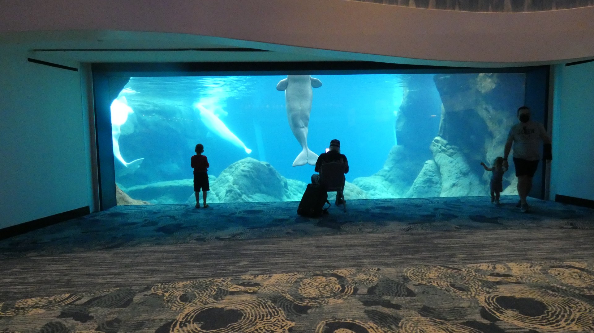 Beluga Habitat (View From Ballroom), Cold Water Quest - Aug. 2021