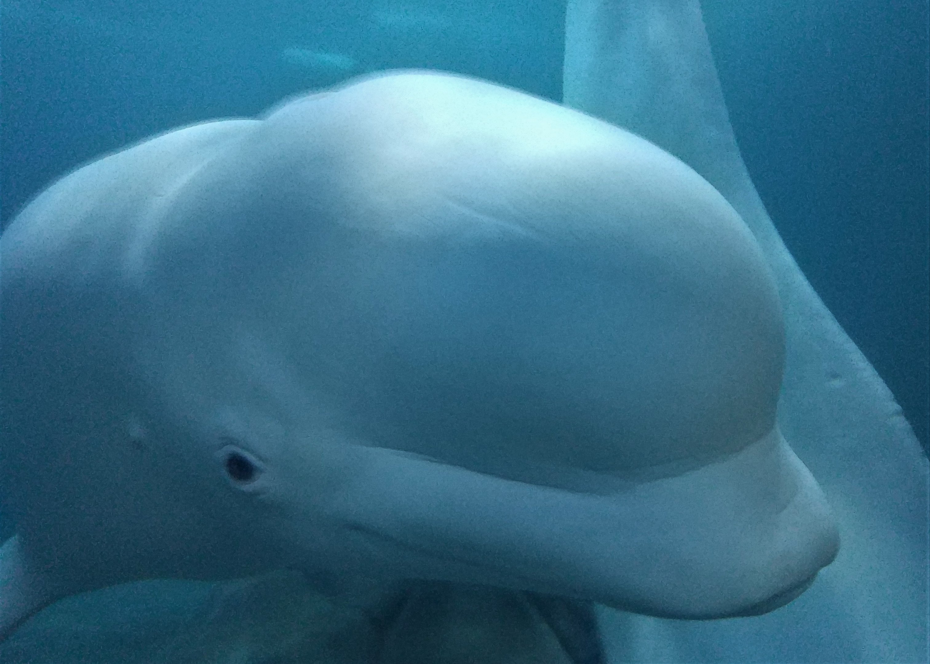 Beluga Head