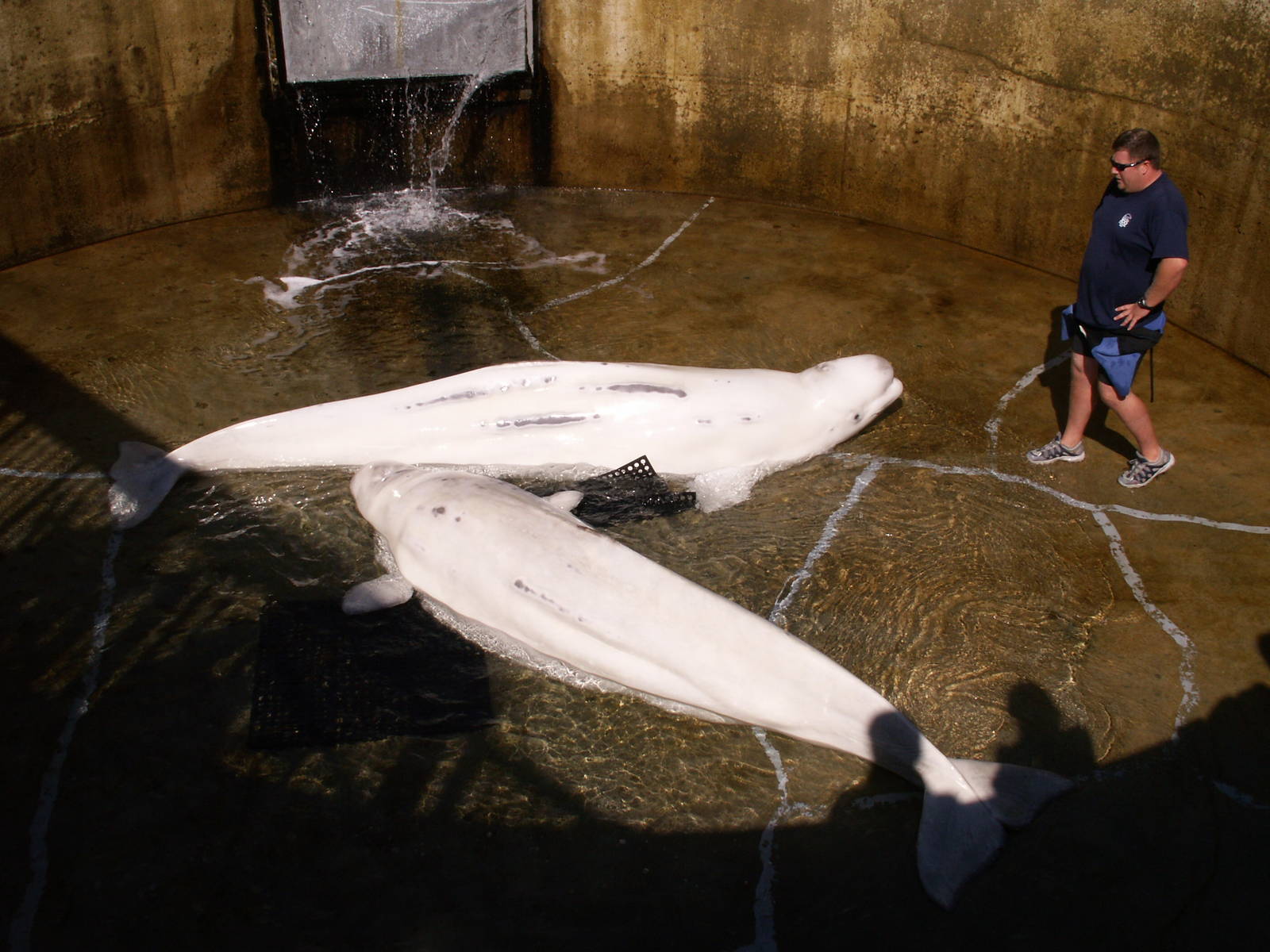 beluga in the "holding" pool