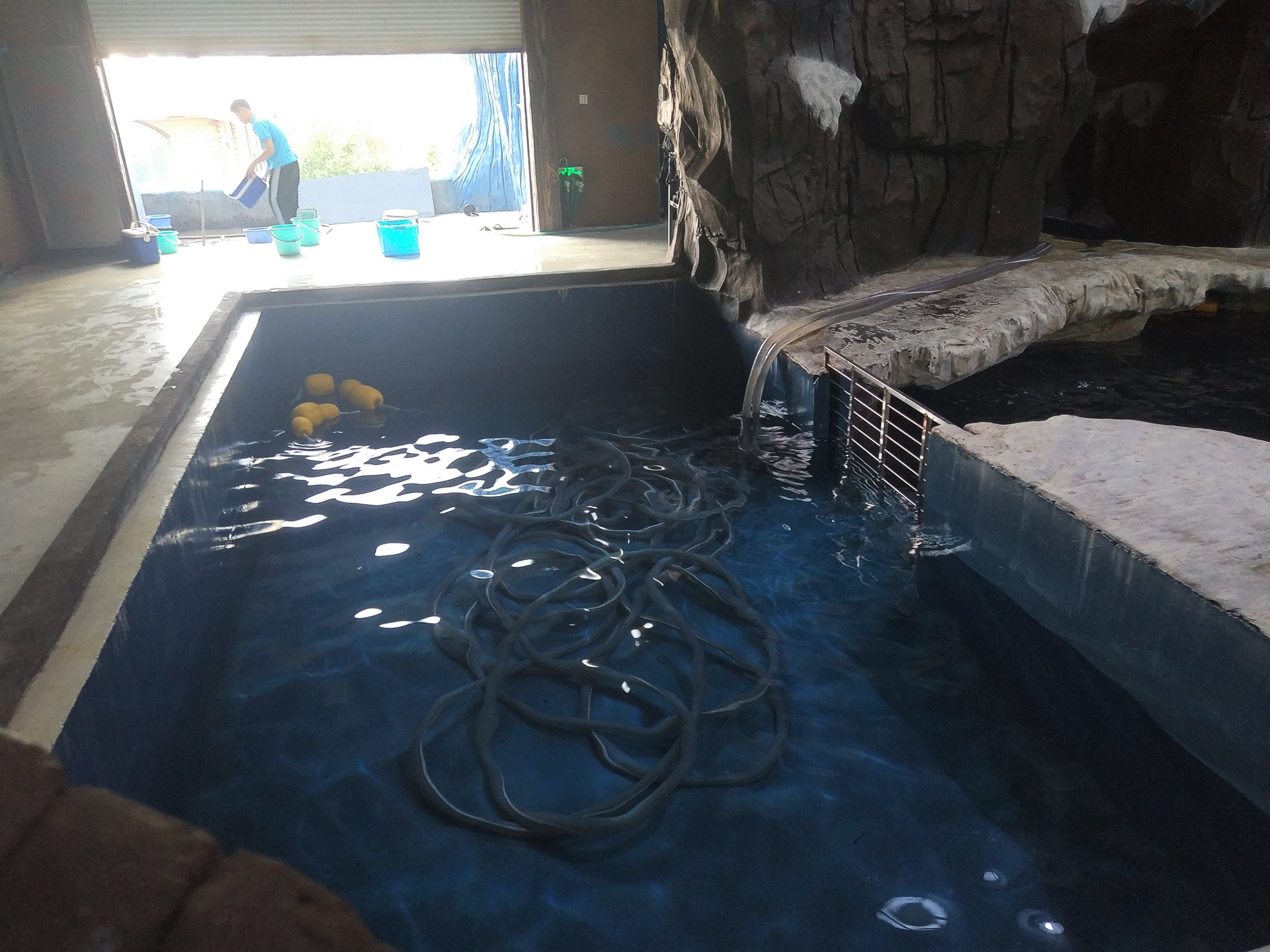 Beluga Isolation Pool