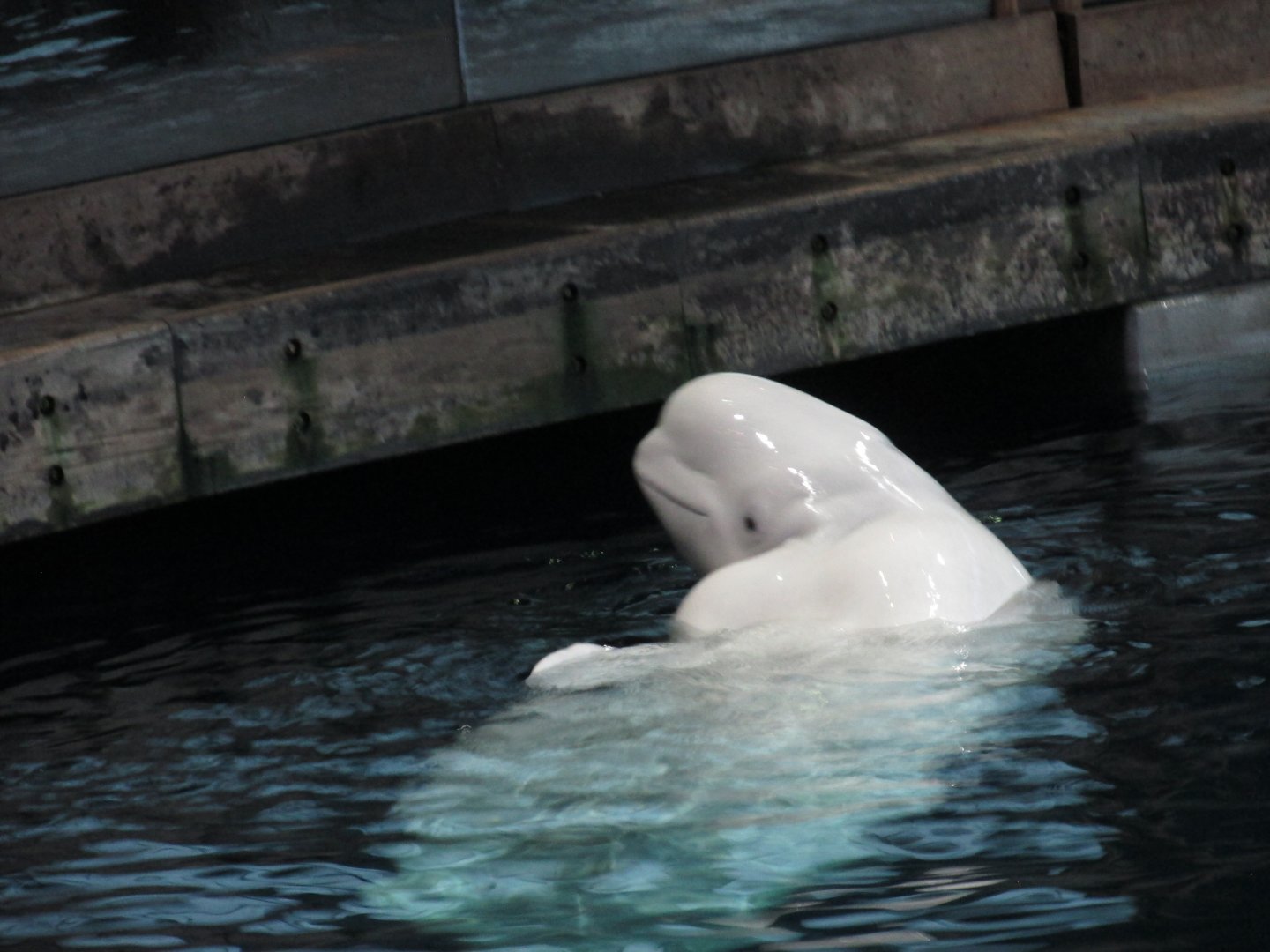 beluga january 2017