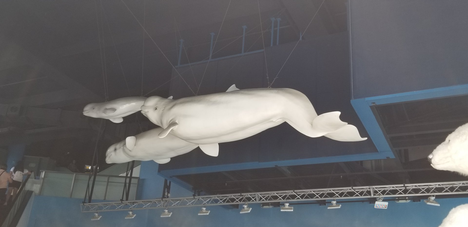 Beluga Model