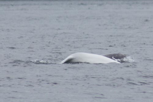 Beluga Mother & Calf