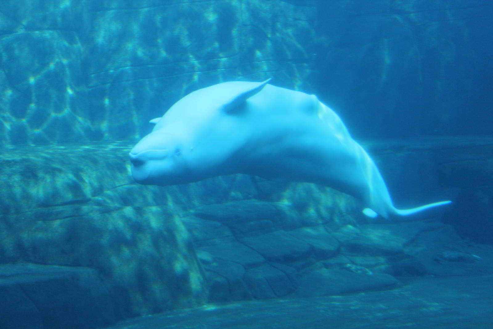 Beluga - Nov 2014