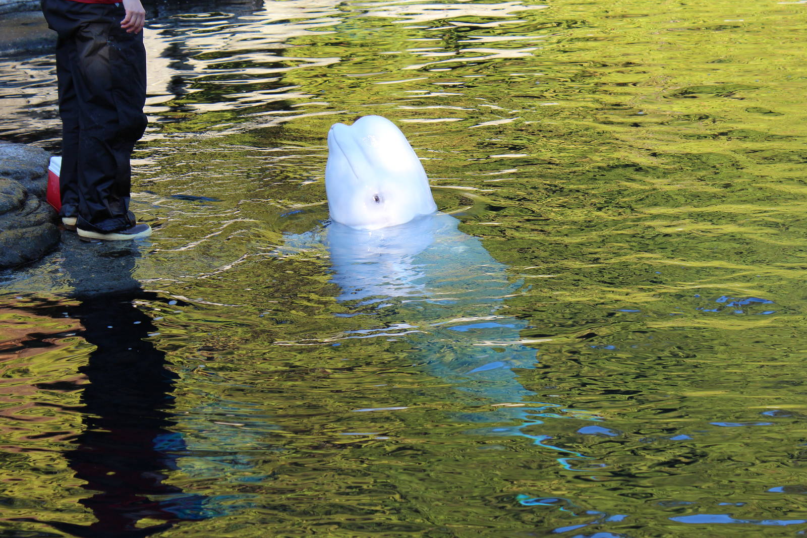 Beluga - Nov 2014
