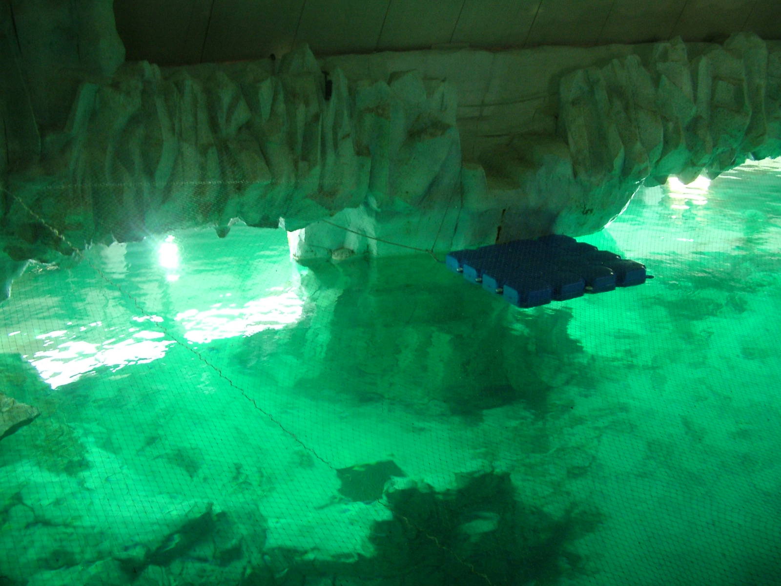 Beluga Pool at Oceanografic, 29/05/11