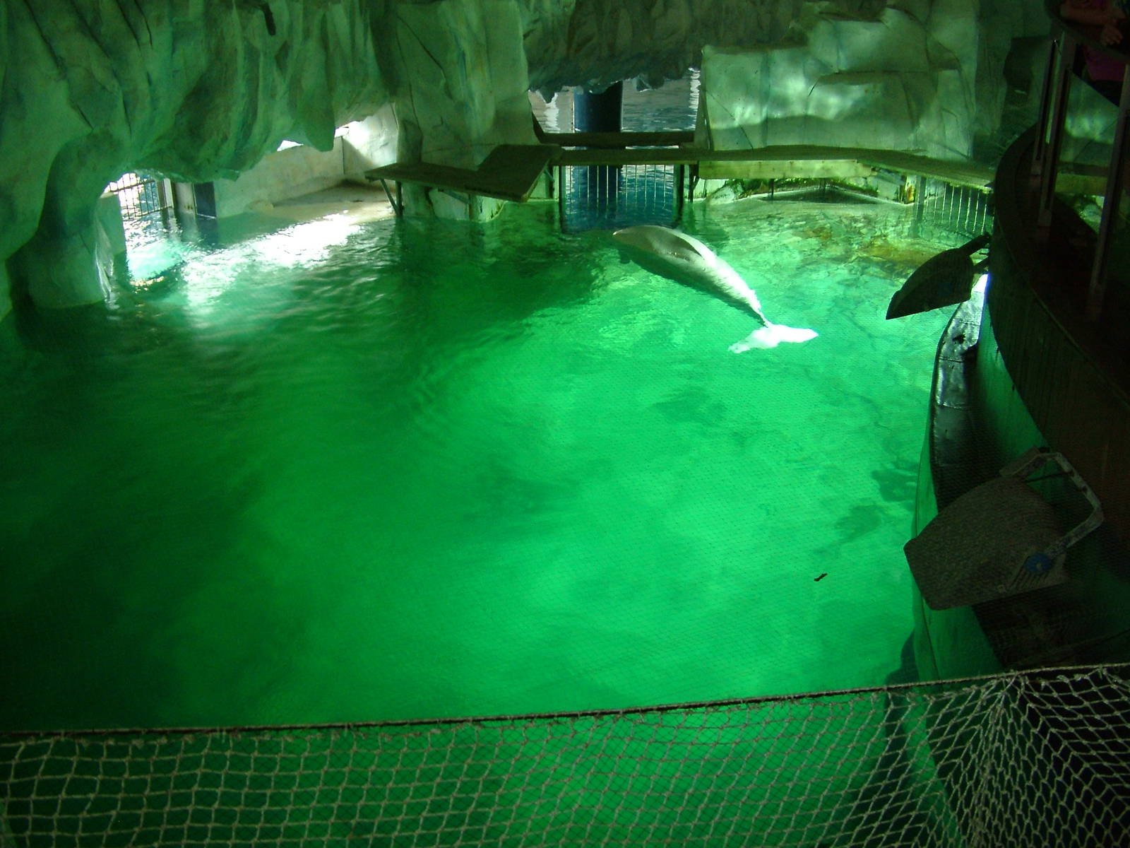 Beluga Pool at Oceanografic, 29/05/11